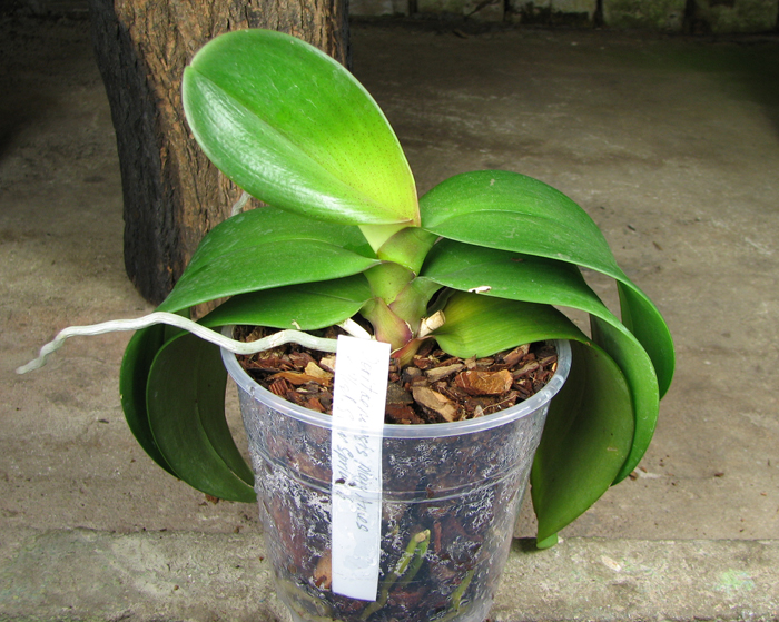 Doritaenopsis Mary Ames x Phalaenopsis Ever Spring Girl.jpg