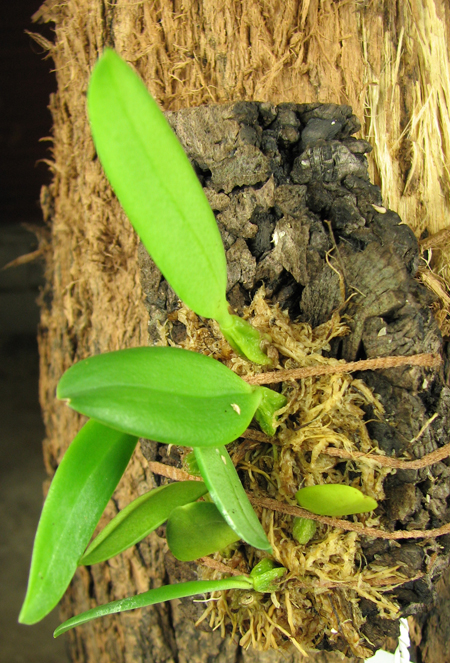 Bulbophyllum pectenveneris.jpg