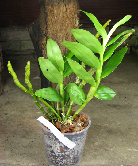 Dendrobium Midas 'Princess'.jpg