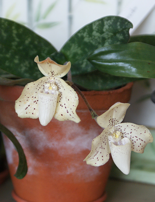 paph. concolor