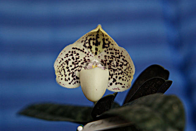 paph. godefroyae