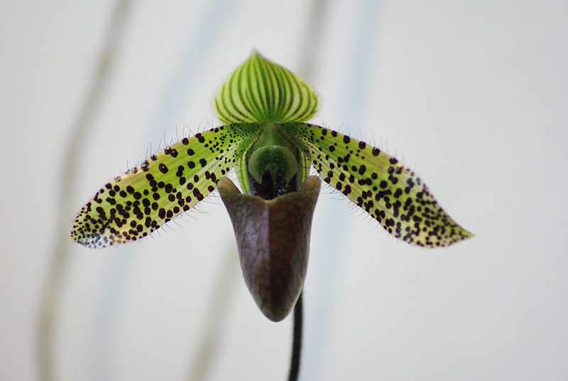 paph.sukhakulii
