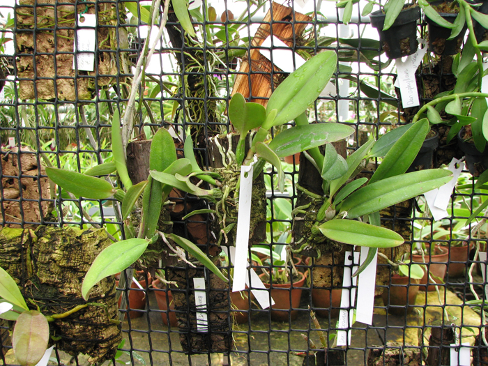 Laelia alaori suave 'Binot' x Cattleya luteola 'Big Star.jpg