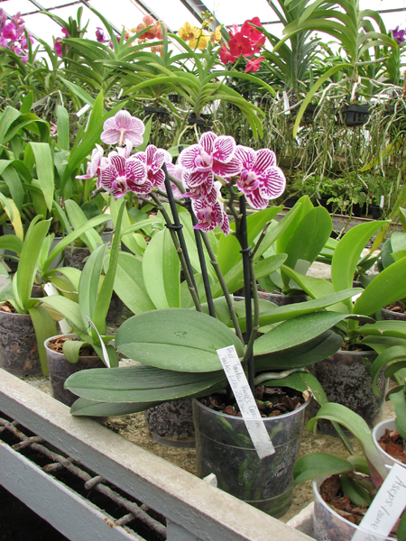 Phalaenopsis Taida King's Caroline 'Taida Little Zebra'.jpg