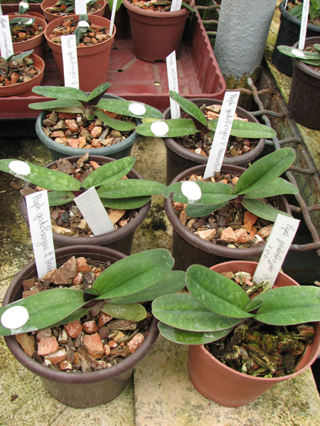 Paphiopedilum godefroyae f leucochilum.jpg