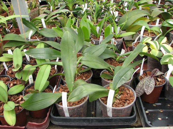 Phalaenopsis Mini Mark 'Maria Teresa'.jpg