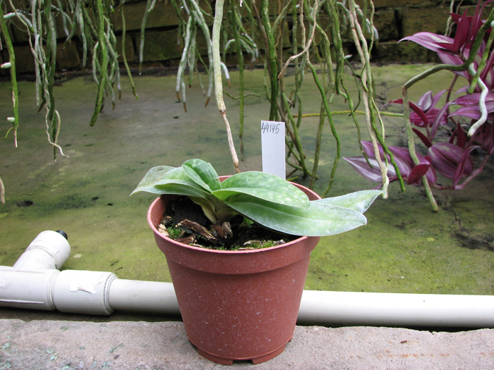 Paphiopedilum ang-thong 'Sogo' x Paphiopedilum concolor alba 'Golden Emperor'.jpg