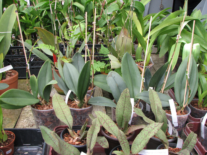 Oncidium papilio.jpg