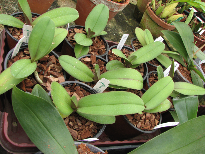 Dtps Liu's Sakura.jpg