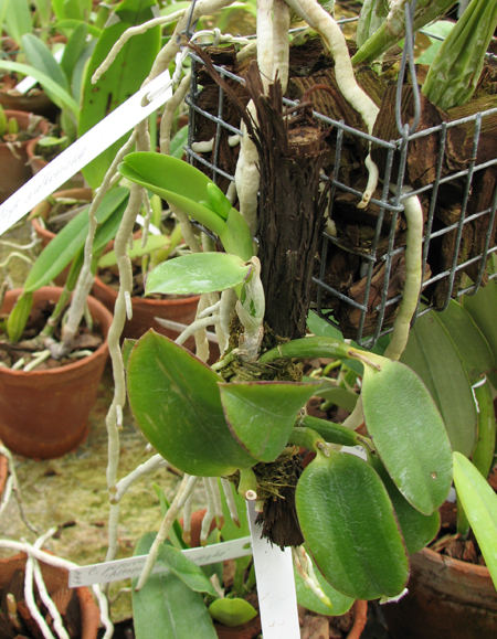 Laelia alaori alba 'Snow Flakes' x Laelia alaori alba 'SC'.jpg