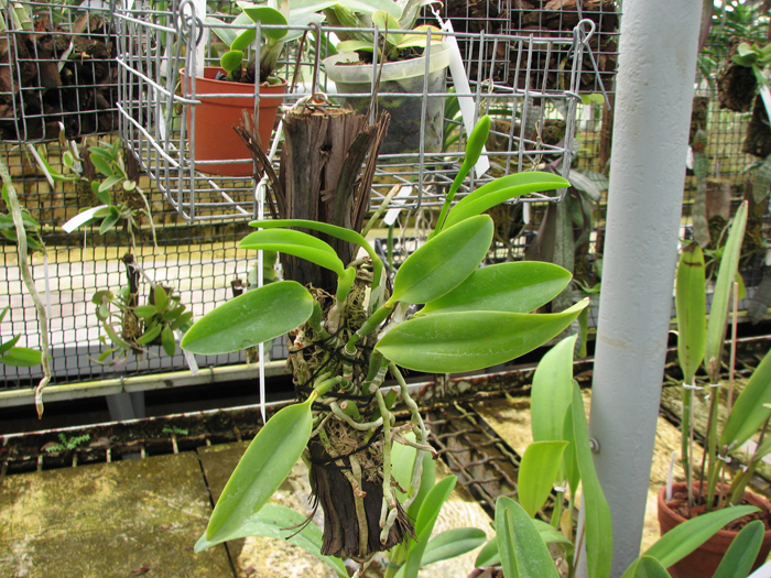 Laelia dayana coerulea 'Chojamaru' x SELF.jpg