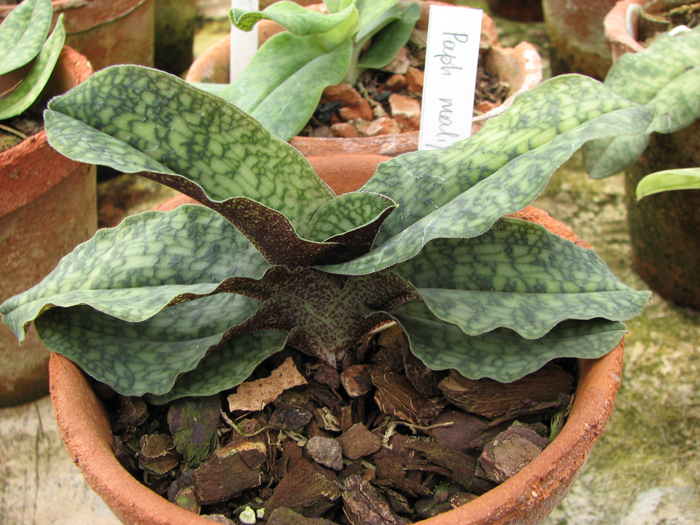Paphiopedilum malipoense.jpg