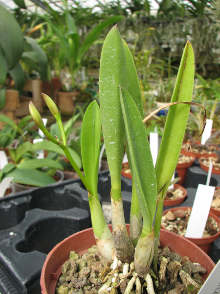 Laelia lucasiana.jpg