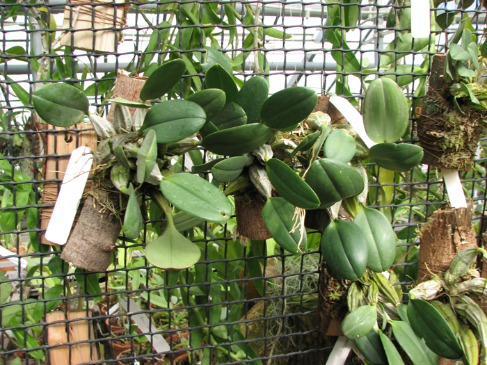 Dendrobium lindleyi.jpg