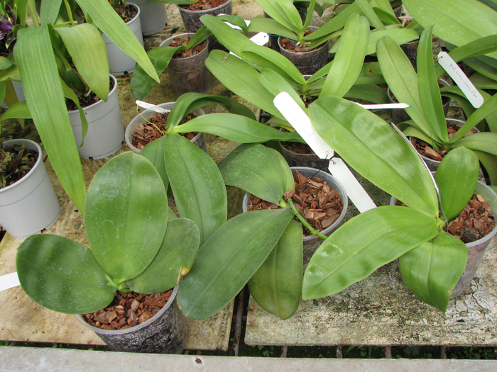Phalaenopsis violacea 'Borneo'.jpg