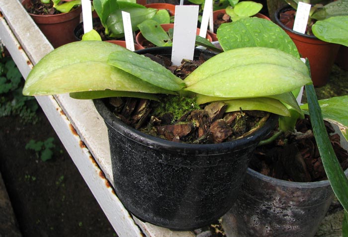 Doritaenopsis Siam Treasure 'Blue'.jpg