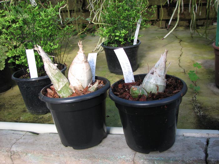 Catasetum (pileatum x Suzan Fuchs).jpg