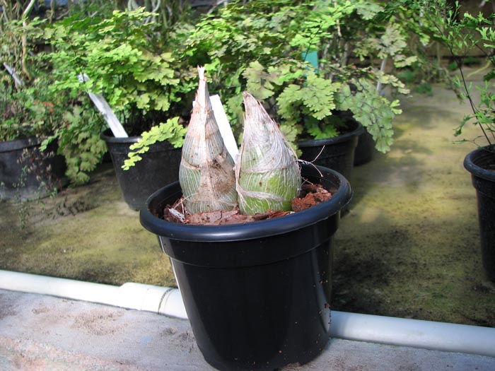 Clowesia amazonica.jpg