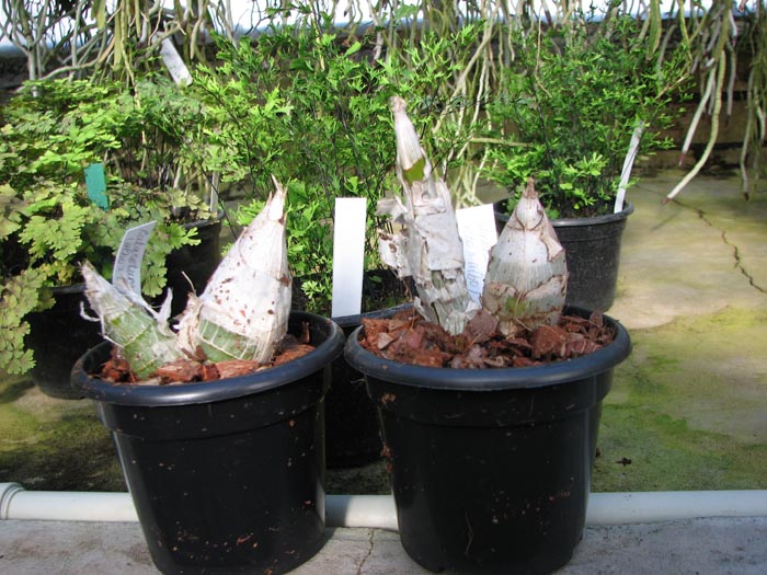 Catasetum pileatum (albo x albo).jpg