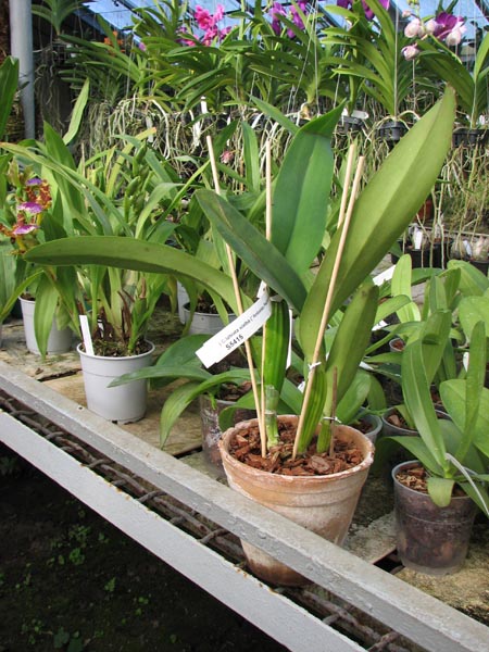 Cattleya labiata semi alba ('Antonio Paccione' x 'coksoniana').jpg