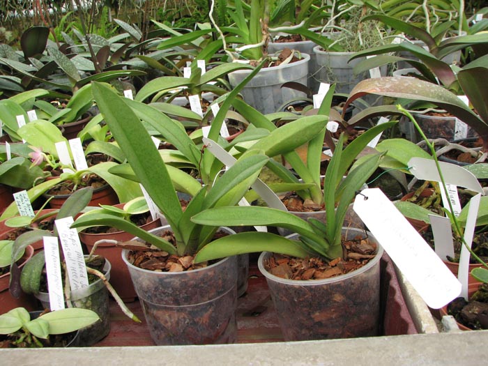 Doritis pulcherrima aquinii.jpg