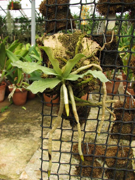 Aerangis somalensis.jpg