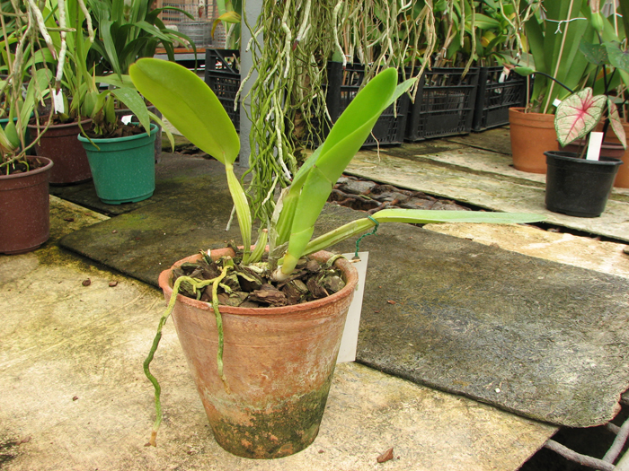 Cattleya mossiae alba 'Irene' x Cattleya mossiae alba 'Orosco'.jpg