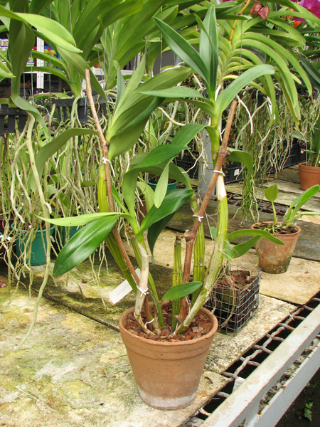 Dendrobium chrysotoxum.jpg