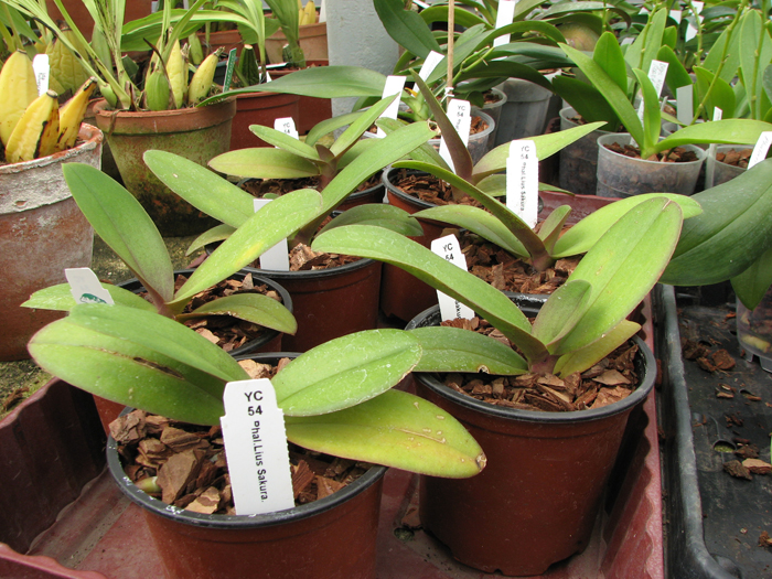 Doritaenopsis Lius Sakura.jpg