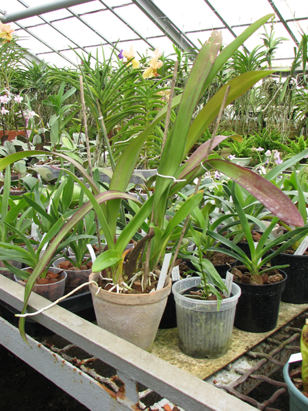 Oncidium Jiuhbao Gold 'Tainan'.jpg