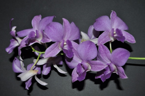 Dendrobium Sakda Blue