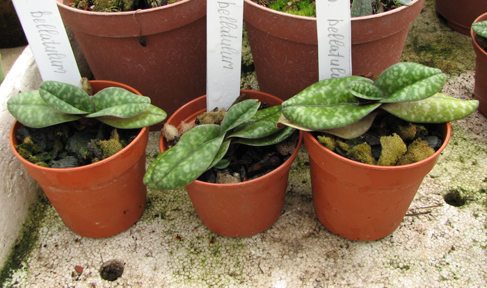 Paphiopedilum bellatulum.jpg