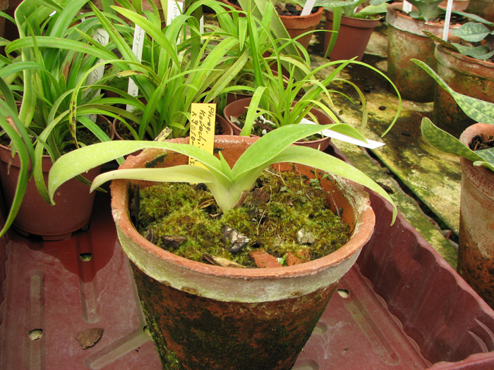 Phrag kovachii x Jason Fischer.jpg