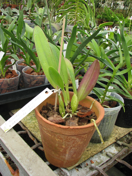 C trianae trilabelo 'AWZ' x C trianae aquinada 'AWZ'.jpg