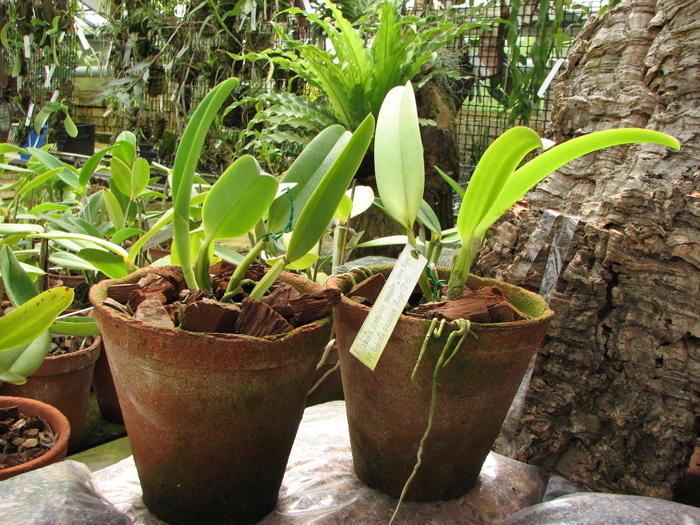 Cattleya labiata amesiana concolor 'Serra Negra' x Cattleya labiata amesiana 'Angel' (Z-43).jpg