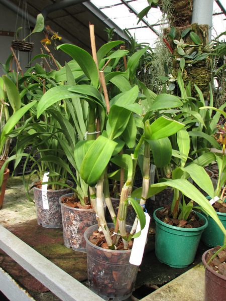 Dendrobium Nopporn Starbright.jpg