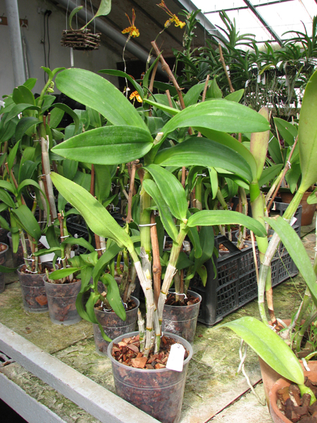 Dendrobium Doraemon.jpg