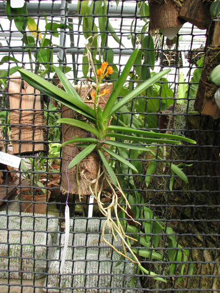 Ascocentrum miniatum.jpg