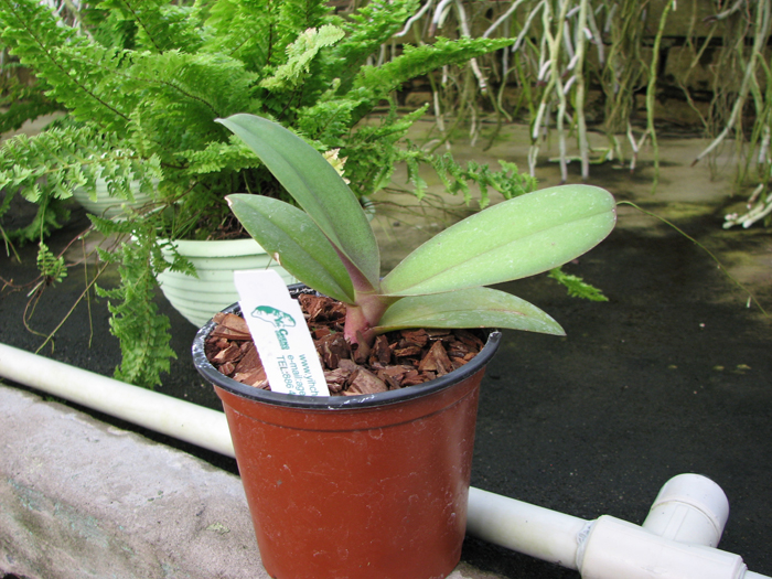 Doritaenopsis Lius Sakura.jpg