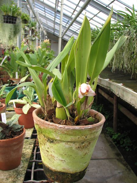 Maxillaria huebschii.jpg