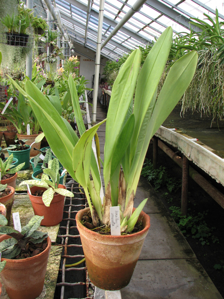 Maxillaria irrorata.jpg