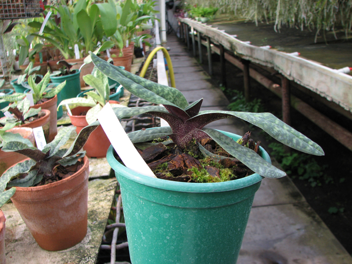 Paphiopedilum Norito Hasegawa (malipoense x armeniacum).jpg