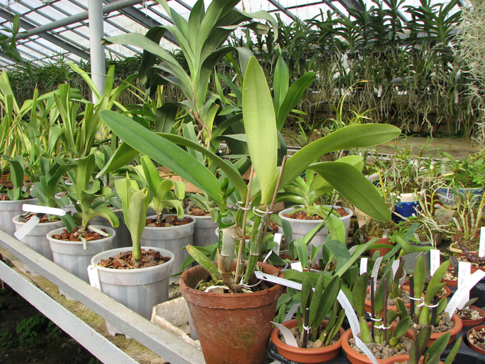 Laeliocattleya Azul Madoka 'Hsinying Blue Star'.jpg