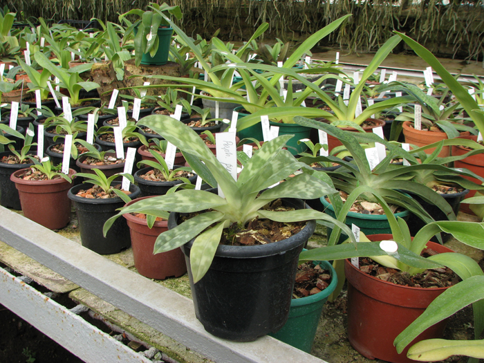 Paphiopedilum purpuratum.jpg