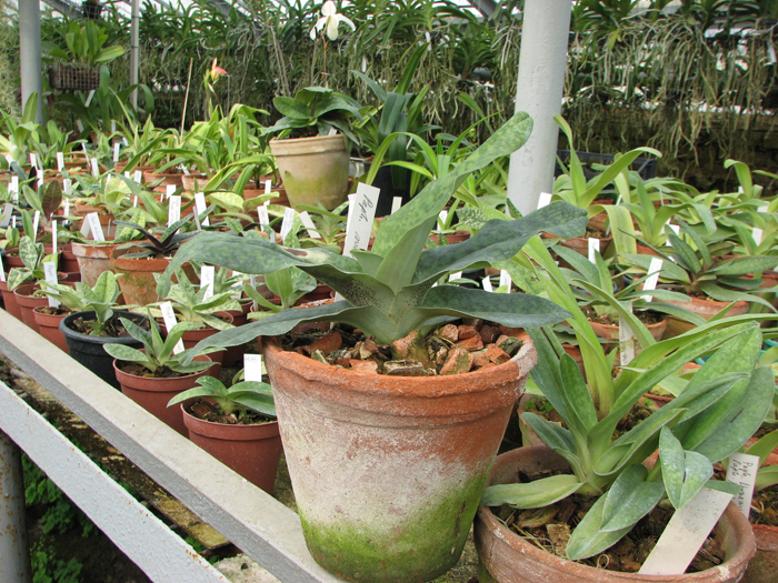 Paphiopedilum Memoria Larry Heuer (malipoense x emersonii).jpg