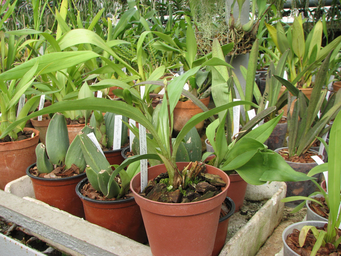 Acacallis cyanea x Paradisanthus micranthus.jpg