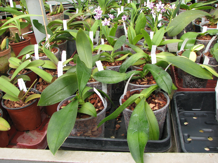 Phalaenopsis Mini Mark 'Maria Teresa'.jpg