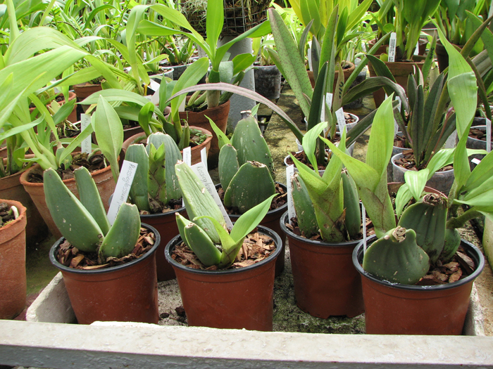 Rossioglossum 'Rawdon Jester' (Rossioglossum grande x Rossoiglossum williamsianum).jpg