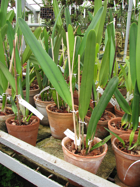 Laelia purpurata (Schusteriana x aco do Clito).jpg