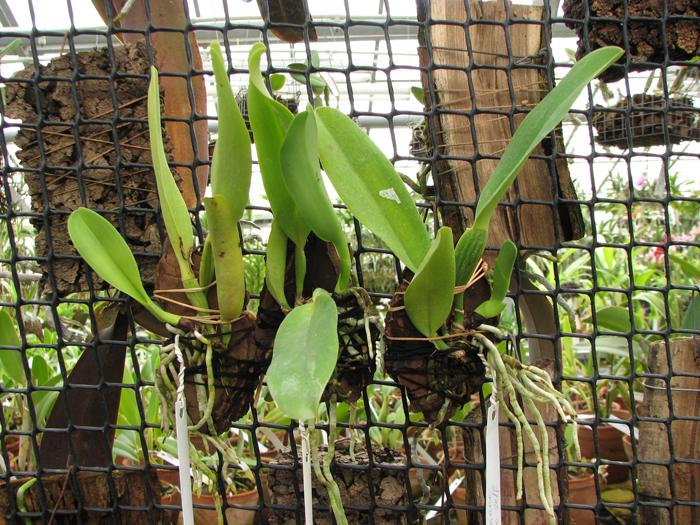 Cattleya dowiana rosea x self.jpg